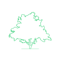 Plants Deciduous Trees White Ash American Ash Tree Contour Svg Vector, Free Vectors File